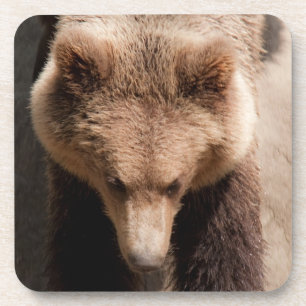 Porta-copo Urso castanho