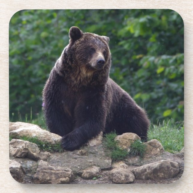 Porta-copo Urso de Brown (Frente)