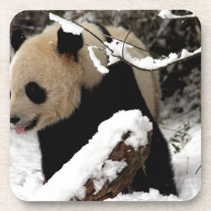 Porta-copo Urso de panda