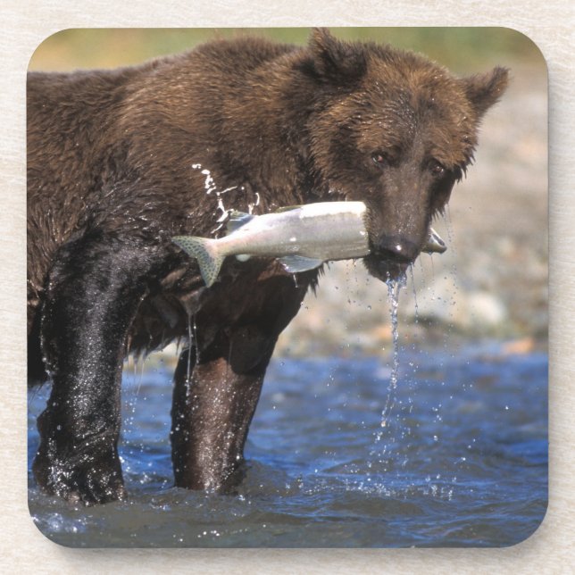 Porta-copo Urso pardo, urso cinzento, com captura de salmão, (Frente)