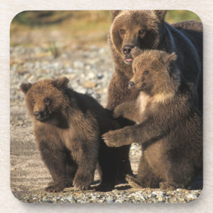 Porta-copo Urso pardo, urso cinzento, porca com filhotes na c