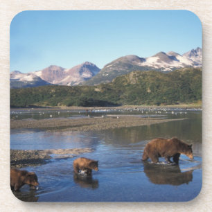 Porta-copo Urso pardo, urso cinzento, porca e filhotes em