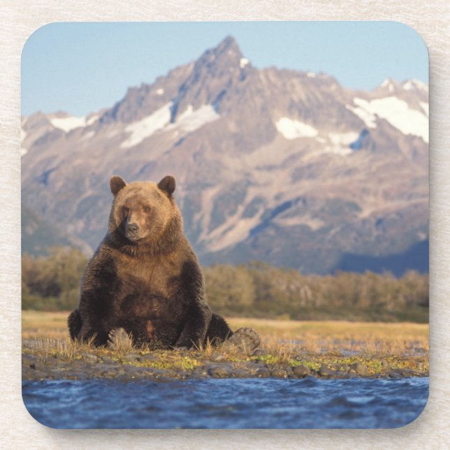 Porta-copo urso pardo, Ursus arctos, urso cinzento, Ursus (Frente)