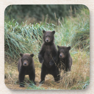 Porta-copo urso pardo, Ursus arctos, urso cinzento, Ursus 7