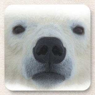 Porta-copo Urso Polar