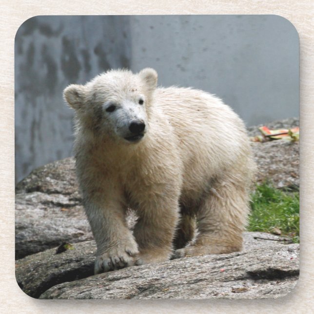 Porta-copo Urso Polar 010 (Frente)