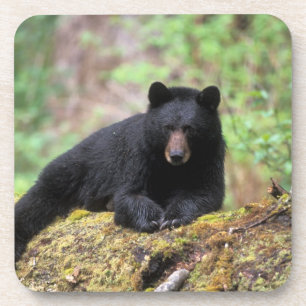 Porta-copo Urso preto em um tronco de crescimento antigo na