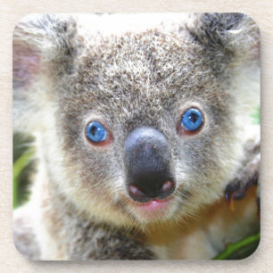 Porta-copo Ursos de Koala
