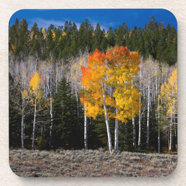 Porta-copo Utah, EUA. Árvores Aspen (Populus Tremuloides) 2 (Frente)