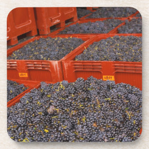 Porta-copo Uvas Gamay acabadas de chegar da colheita na