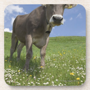 Porta-copo vaca bávara