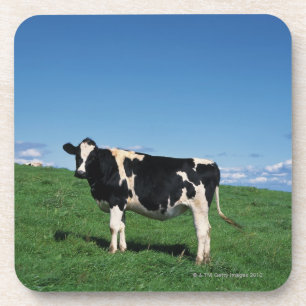 Porta-copo Vaca de Holstein que está no campo, Bekkai-Machi,