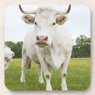 Porta-copo Vaca que está no campo gramíneo