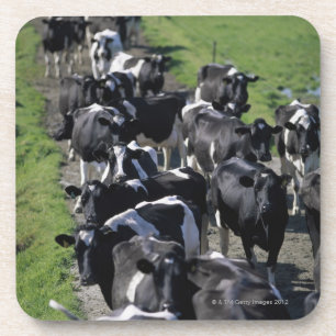 Porta-copo Vacas de leiteria que esperam a ordenha