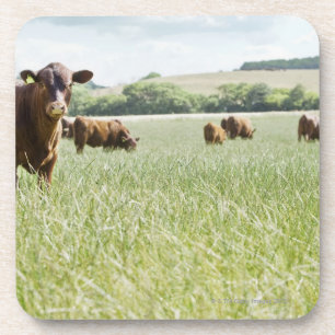 Porta-copo Vacas que estão no prado