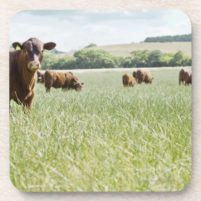 Porta-copo Vacas que estão no prado (Frente)