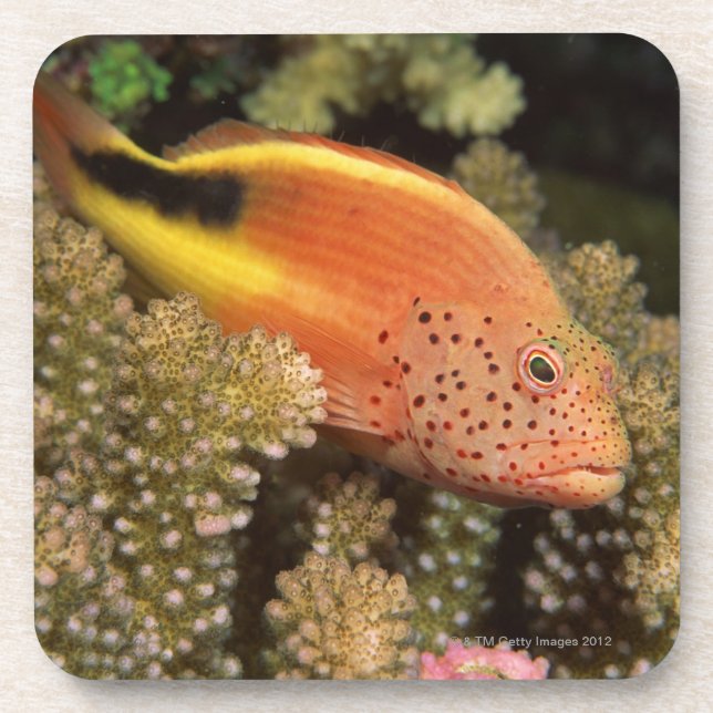 Porta-copo Varas Freckled dos hawkfish em corais rochosos (Frente)
