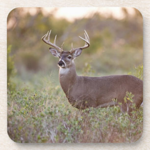 Porta-copo veado-de-cauda-branca (Odocoileus virginianus) mac