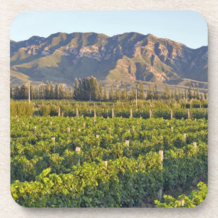 Porta-copo Vinhas de Cabernet Sauvignon em Huailai Rongchen 2