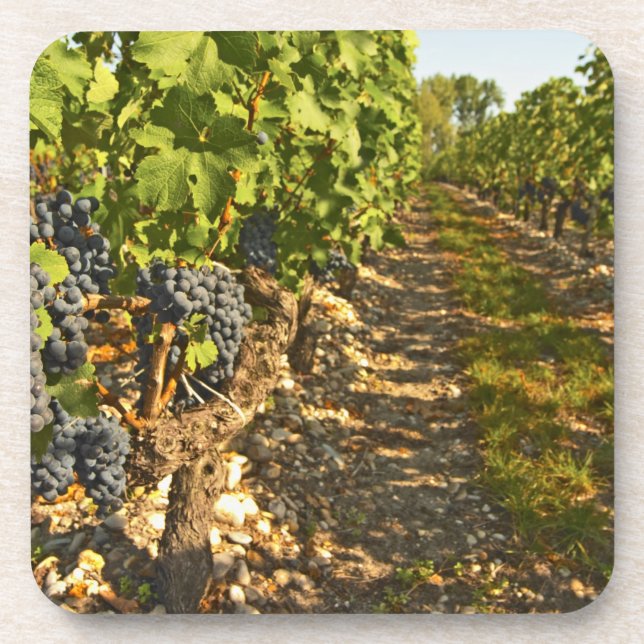 Porta-copo Vinhas de Cabernet Sauvignon em uma fileira na (Frente)