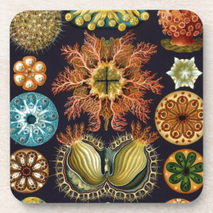 Porta-copo Vintage Haeckel