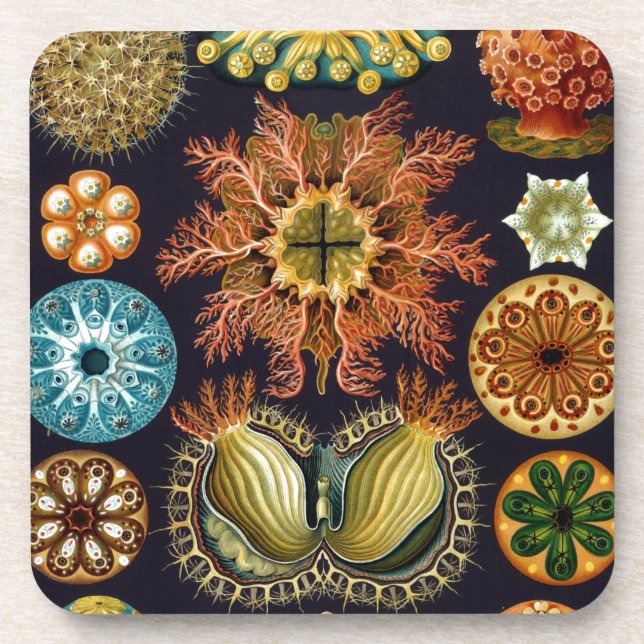 Porta-copo Vintage Haeckel (Frente)