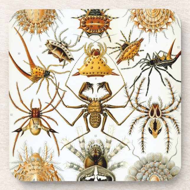 Porta-copo Vintage Haeckel (Frente)