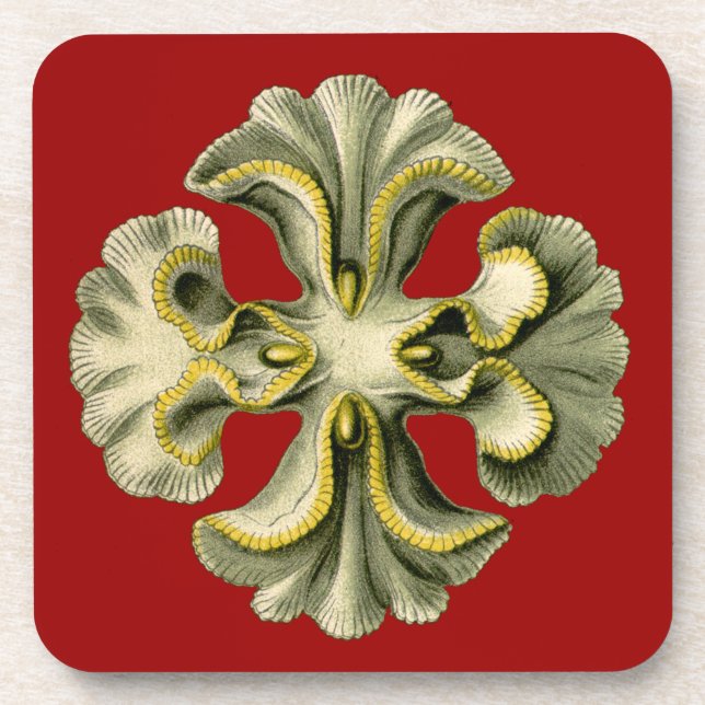 Porta-copo Vintage Haeckel (Frente)