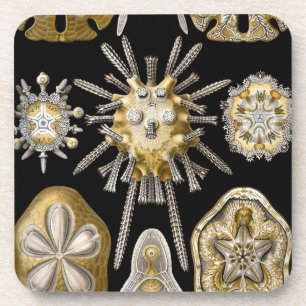 Porta-copo Vintage Haeckel