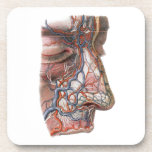 Porta-copo Vintage Science Anatomia Humana, Face com Nariz<br><div class="desc">Ilustração vítrea da saúde humana e desenho da anatomia apresentando uma face de perfil sem pele apresentando nariz,  lábio superior e testa com vasos sanguíneos,  veias,  ligamentos,  tendões e músculos. Os olhos estão fechados. design excelente para geeks de ciência e biologia.</div>