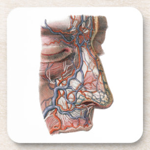 Porta-copo Vintage Science Anatomia Humana, Face com Nariz