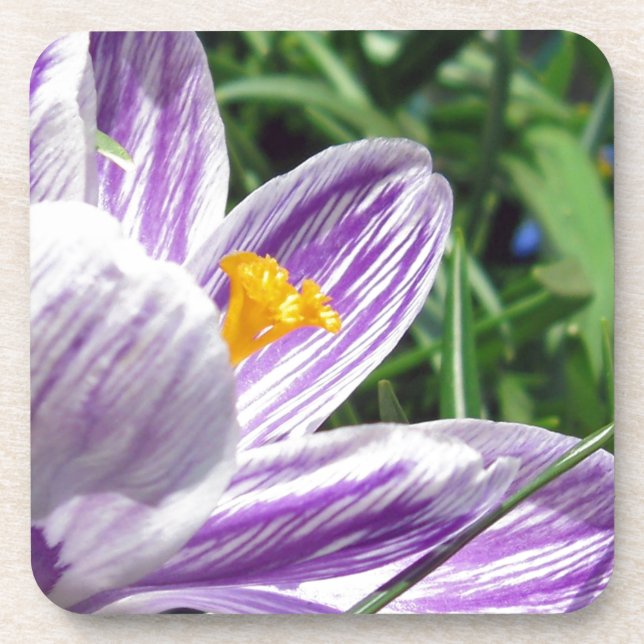 Porta-copo Violet Primavera Crocus (Frente)