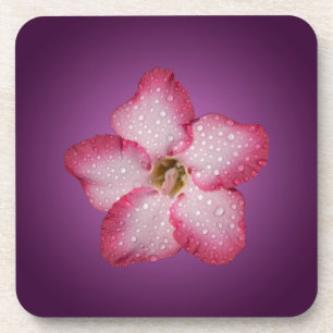 Porta-copo Violeta Gradiente de Flora Flor Rosa de Adenium