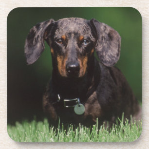 Porta-copo Vista de Dachshund de cor malhada