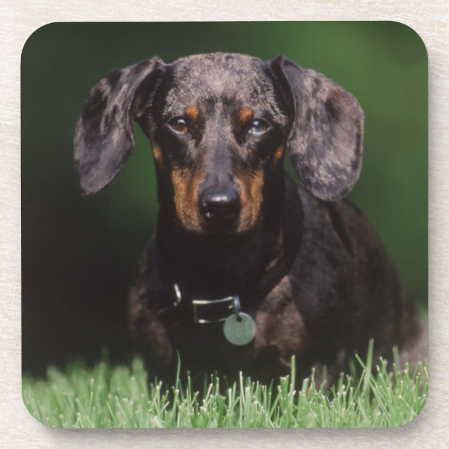 Porta-copo Vista de Dachshund de cor malhada (Frente)