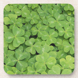 Porta-copo Vista de folhagem de Oxalis Oregana Sorrel