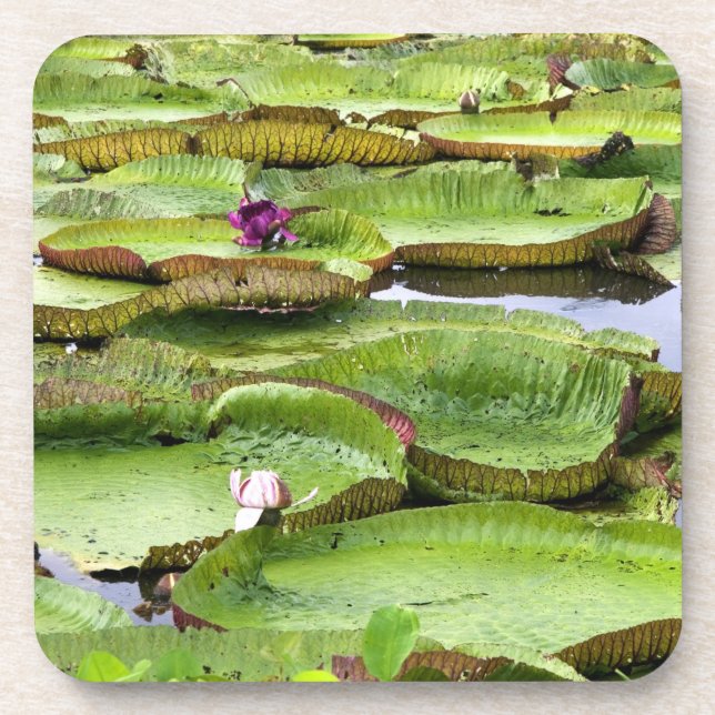 Porta-copo Vitória Regis, lírios gigantes da Amazônia (Frente)