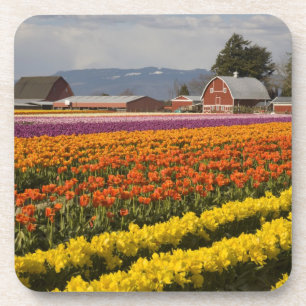 Porta-copo WA, Skagit Valley, campos Tulip em flor, em