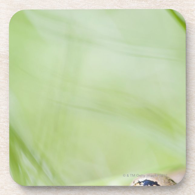 Porta-copo Washington, EUA (Frente)