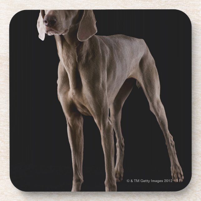 Porta-copo Weimaraner, tiro do estúdio (Frente)