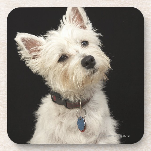 Porta-copo Westie (terrier ocidental das montanhas) com colar (Frente)