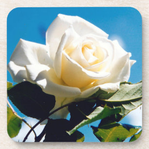 Porta-copo White Rose Beauty