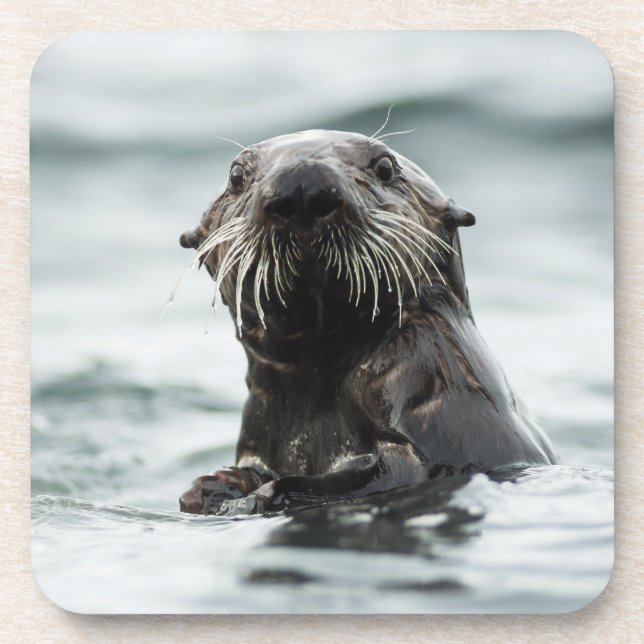 Porta-copo Wise Otter (Frente)