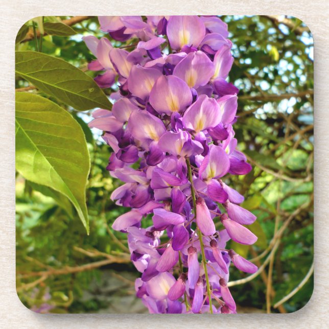 Porta-copo Wisteria Bloom (Frente)