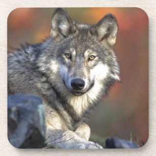 Porta-copo Wolf Lovers Art