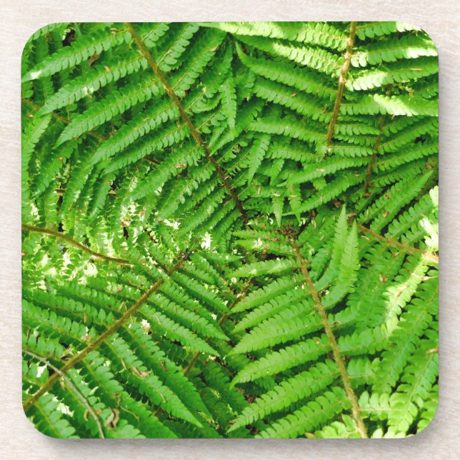 Porta-copo Woodland Ferns (Frente)