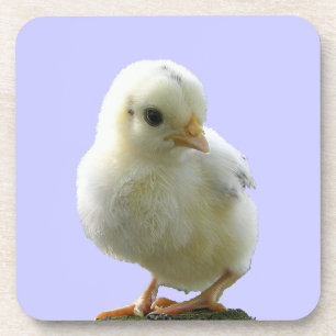 Porta-copo Yellow Spring Chick Coaster