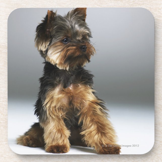 Porta-copo Yorkshire terrier, fim-acima (Frente)