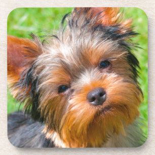 Porta-copo Yorkshire Terrier olhando para cima