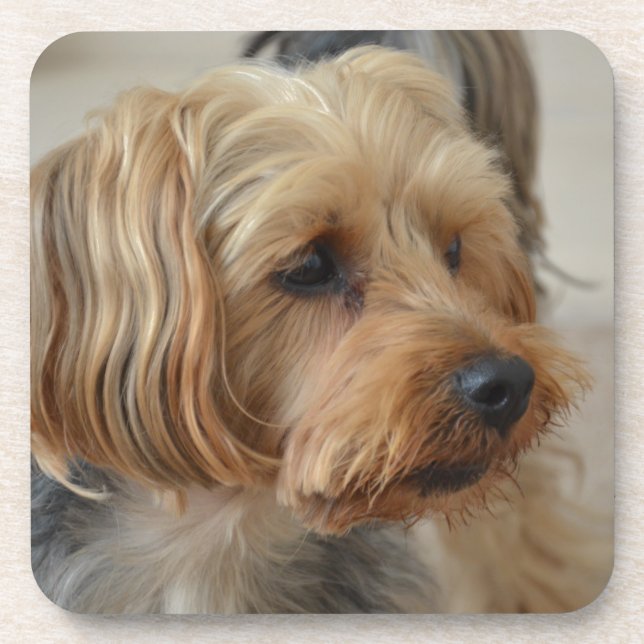 Porta-copo Yorkshire Terrier Zac (Frente)